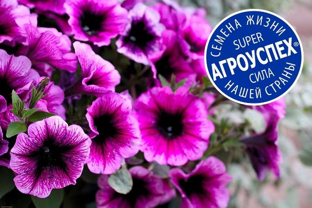 Семена гибридов петунии F1 от «Агроуспех»