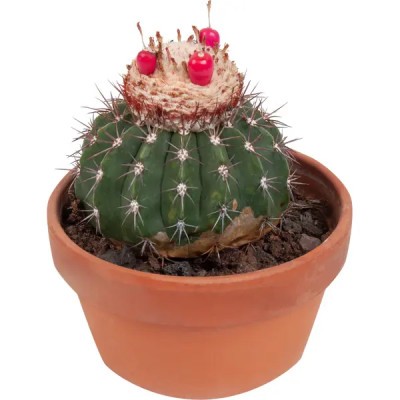 Кактус шар микс Cactus boll mix 27/20 (Н)