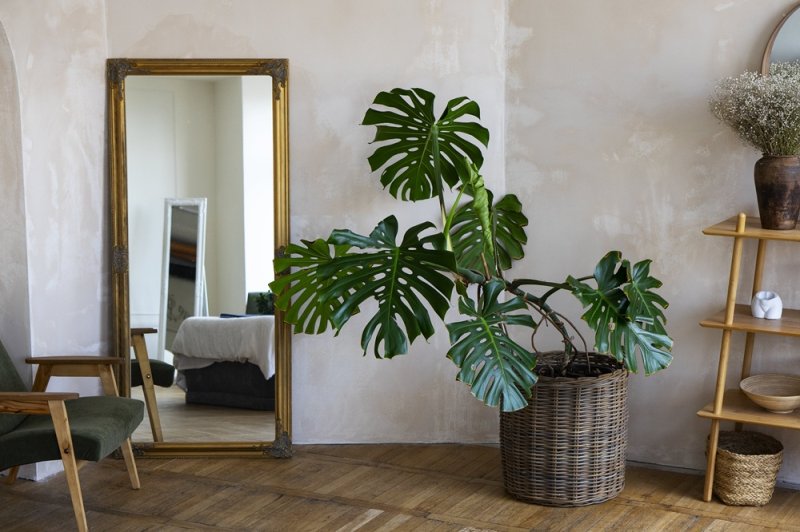 Монстера. Уход в домашних условиях.