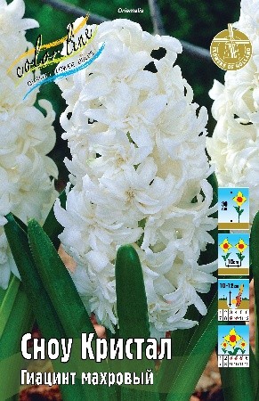 Гиацинт Сноу Кристал Hyacinthus Snow Crystal 14/15 3шт, капер, Колорлайн