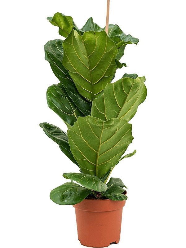 Фикус лировидный Ficus lyrata 30/14 — комнатное растение купить в ...