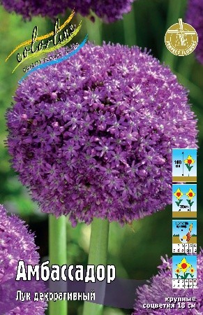 Лук декоративный Амбассадор Allium Ambassador 20/24 1шт, капер, Колорлайн