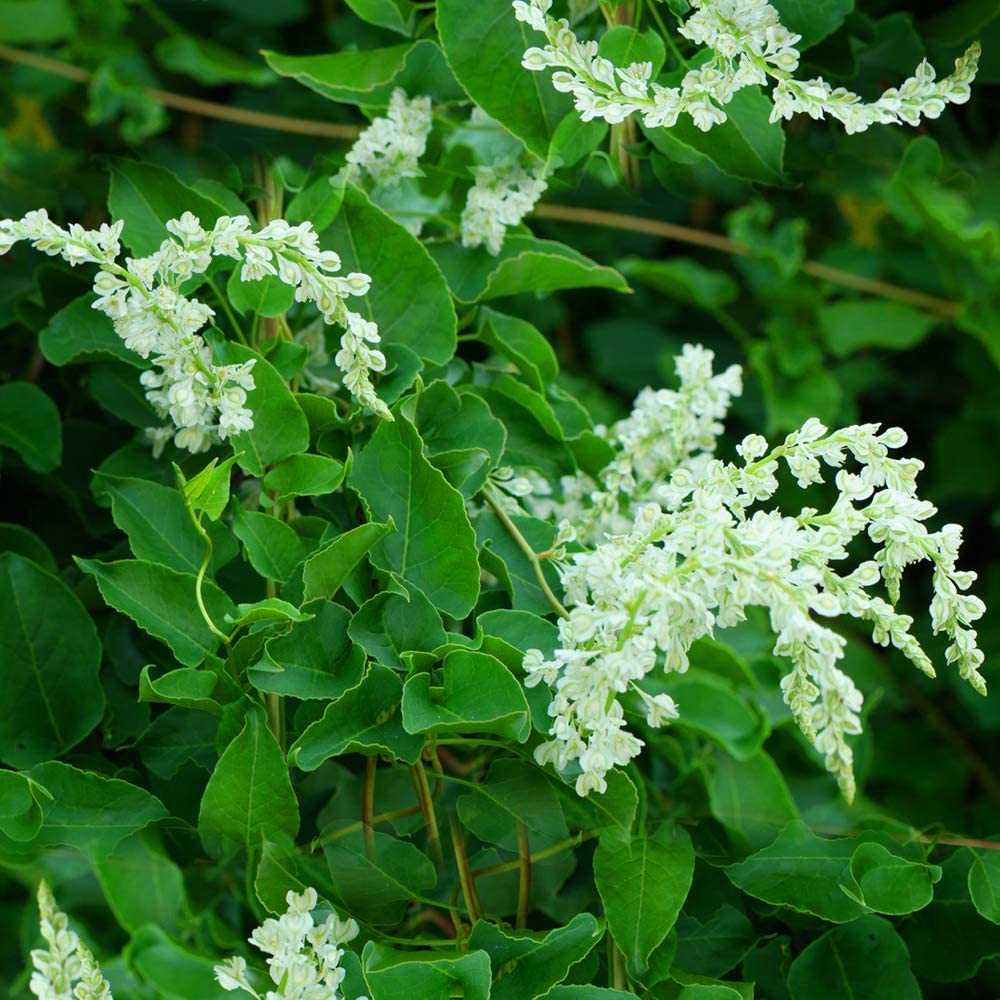 Горец бальджуанский с1 Fallopia baldschuanica (Н) — саженцы купить в ...