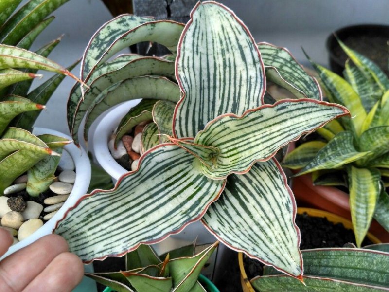 Сансевиерия. Уход в домашних условиях.