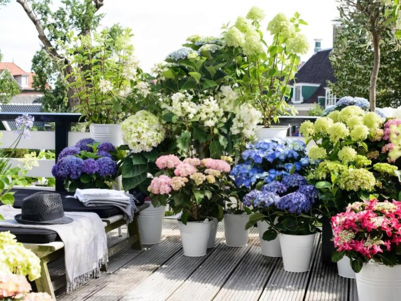 Гортензия: выращивание, уход и секреты пышного цветения