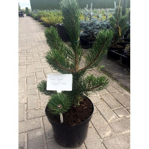 Сосна черная Орегон Грин Pinus nigra Oregon Green 15л (Н)