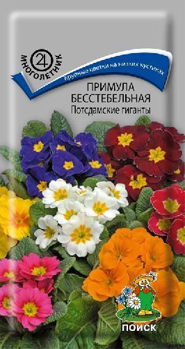 Примула Потсдамские гиганты бесстебельная, семена Поиск 0,05г