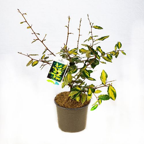 Лох Эббинга Pung Maculata с2 Elaeagnus x ebbingei Pung Maculata (Н)