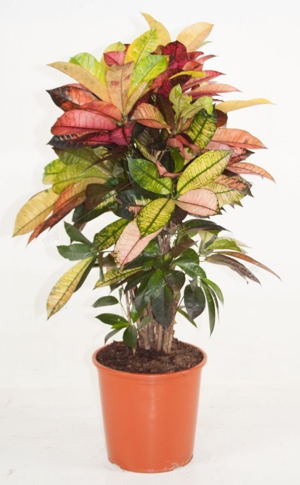 Кодиеум Миссис Айстон разветвленный Codiaeum Mrs Iceton branched 90/24 ...