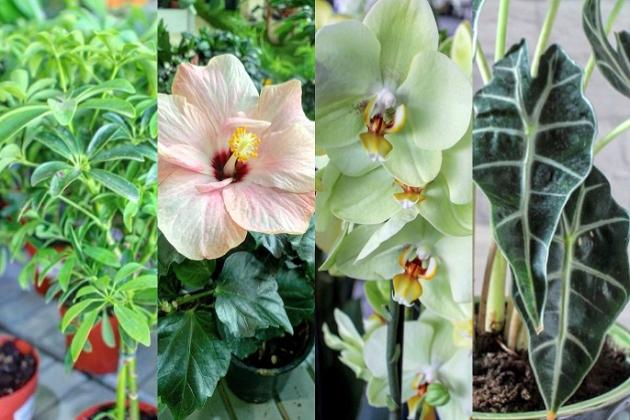 Растения для западных окон