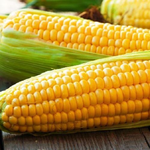 Кукуруза Сахарная Соблазн, семена Гавриш Фермер Профи Крупная фасовка 100г