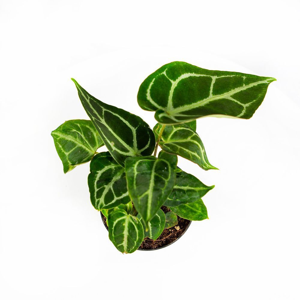 Антуриум хрустальный Anthurium crystallinum 35/12 — комнатное растение ...