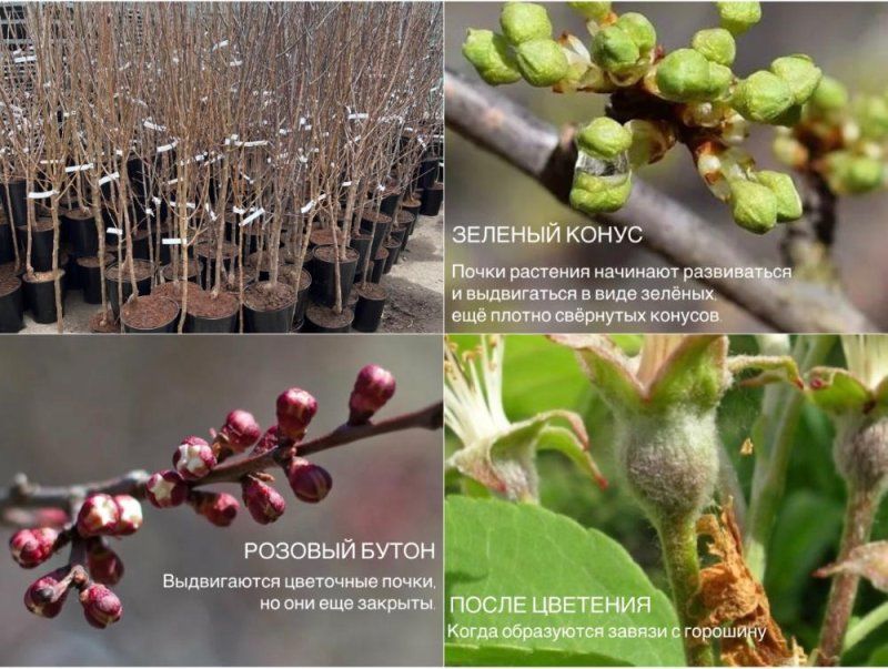 3 обязательных весенних обработки плодового сада.