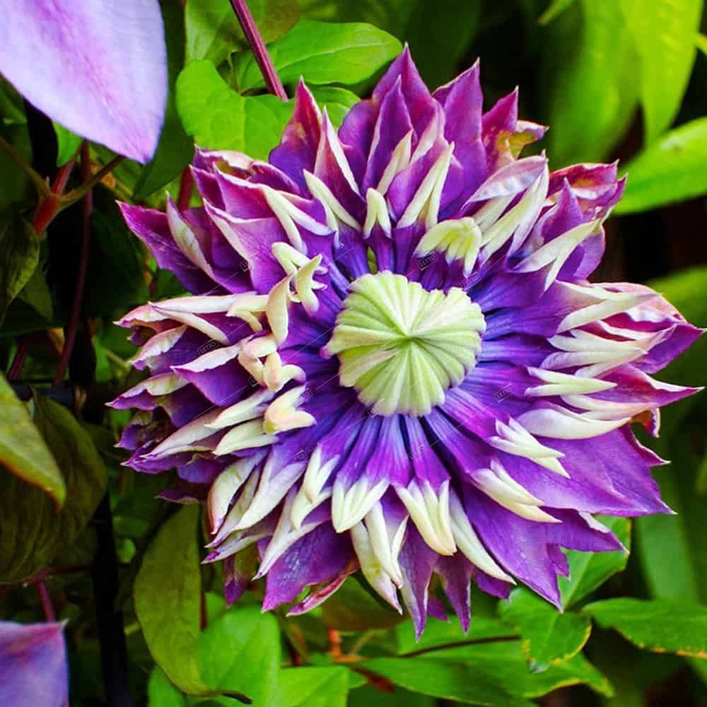 Клематис taiga. Клематис крупноцветковый taiga. Клематис тайга какая группа обрезки. Клематис clematis taiga. Клематис тайга clematis taiga.