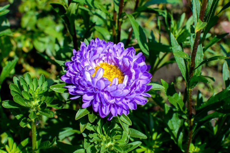 Астры: посадка и уход в открытом грунте, выращивание из семян, лучшие сорта