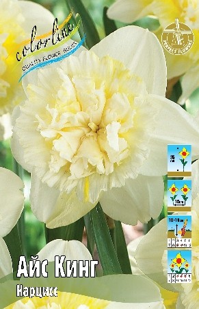 Нарцисс Айс Кинг Narcissus Ice King 12/14 5шт, капер, Колорлайн