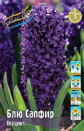 Гиацинт Блю Сапфир Hyacinthus Blue Saphire 14/15 3шт, капер, Колорлайн