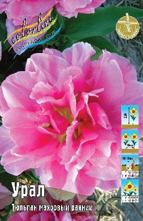Тюльпан Урал Tulipa Oeral 11/12 3шт, капер, Колорлайн