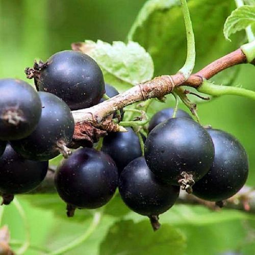 Смородина черная Геркулес, контейнер 2л/3л