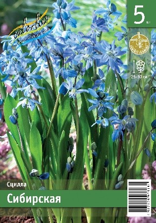 Сцилла Сибирская Scilla Siberica 7/8 5шт, капер, Колорлайн