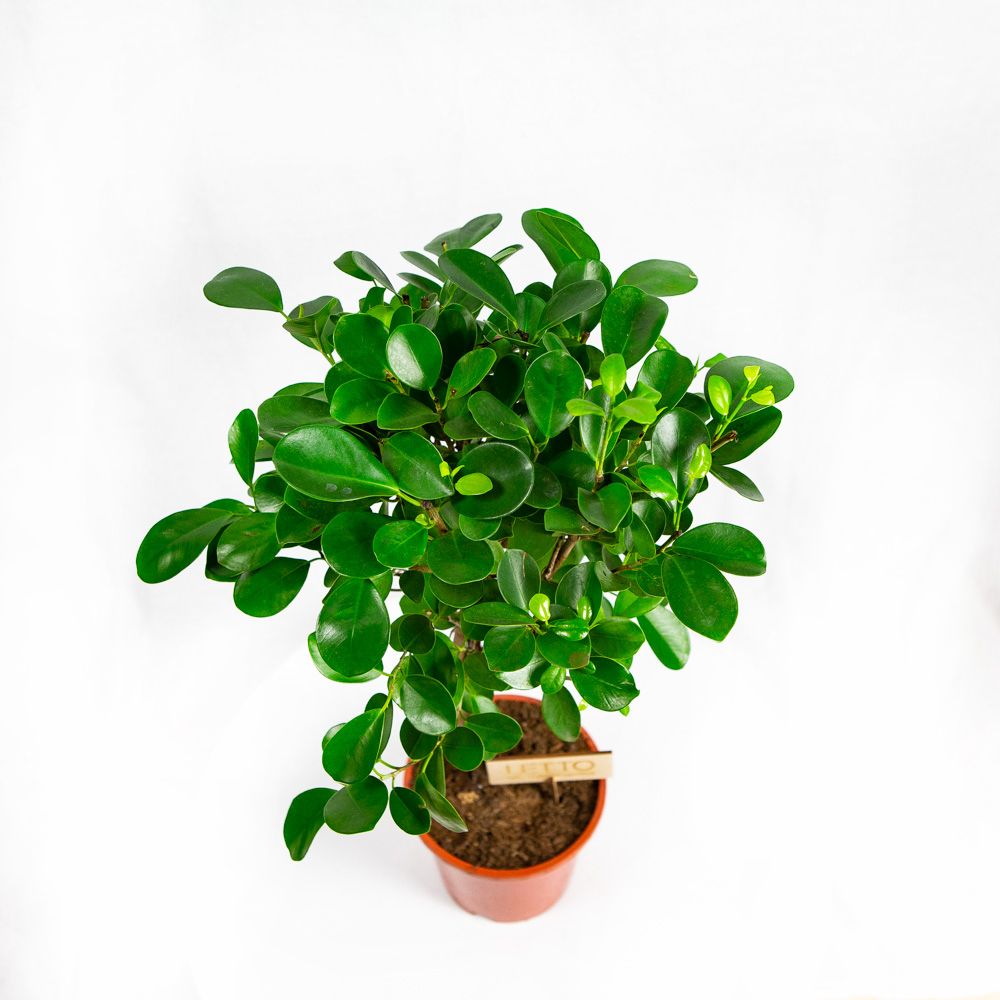 Фикус мелкоплодный Мокламе переплетенный Ficus microcarpa Moclame ...