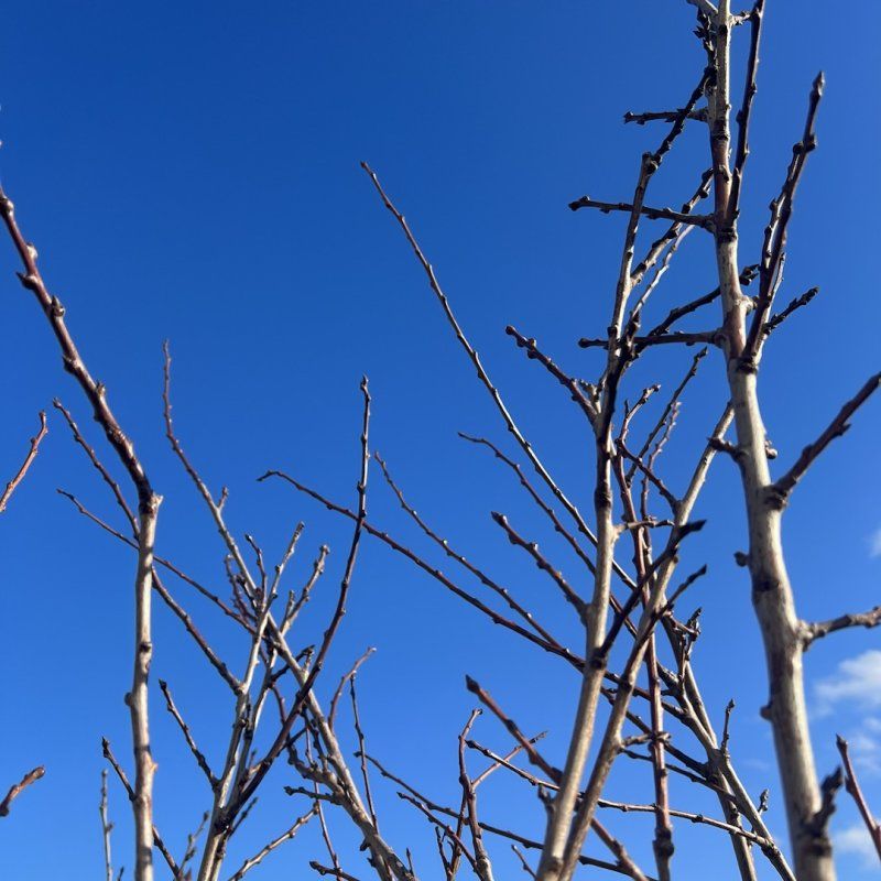 ПЕРВАЯ ОБРАБОТКА САДА ОТ ВРЕДИТЕЛЕЙ.