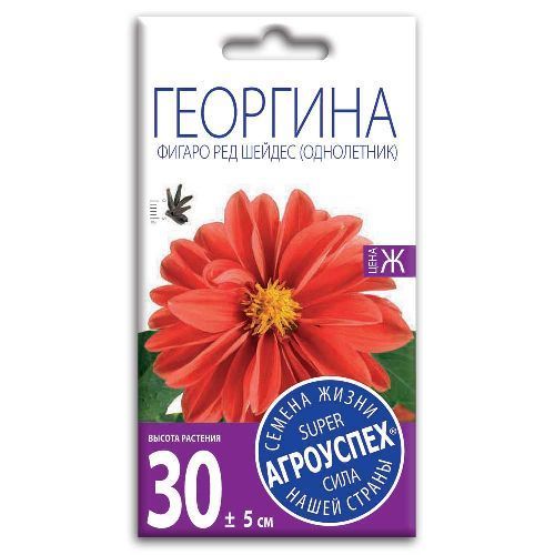 Георгина Фигаро Ред Шейдес, семена Агроуспех 7шт (400)