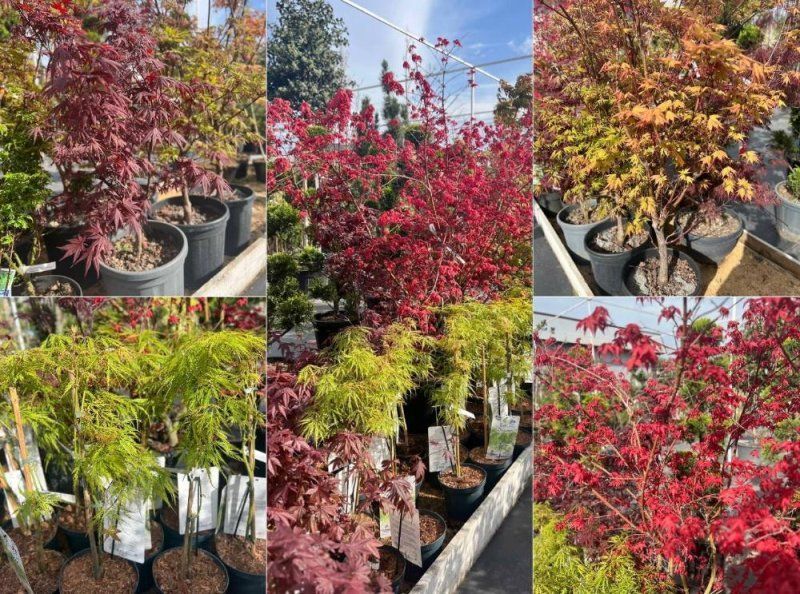 Японский клён — яркий гость из Азии на вашей клумбе!