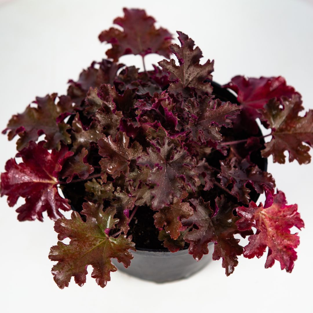 Гейхера микс Heuchera mix /17 — саженцы купить в интернет-магазине с ...