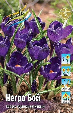 Крокус Негро Бой Crocus Negro Boy 7/8 10шт, капер, Колорлайн