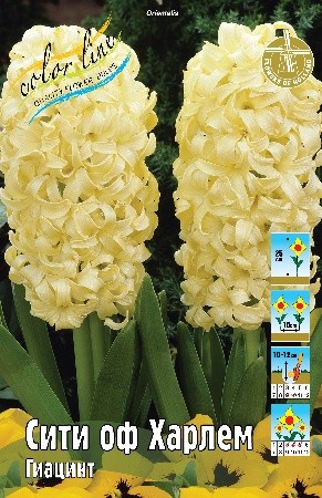Гиацинт Сити оф Харлем Hyacinthus City of Haarlem 14/15 3шт, капер, Колорлайн 