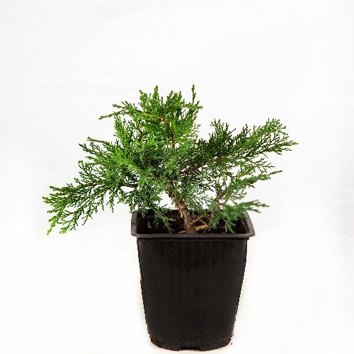 Можжевельник казацкий Rockery Gem с2 (К)