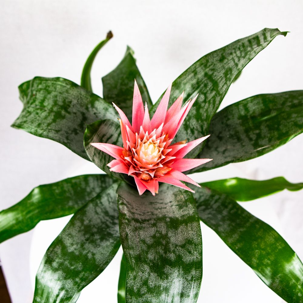 Эхмея Праймера Aechmea Primera L 60/15 (Н) — комнатное растение купить ...