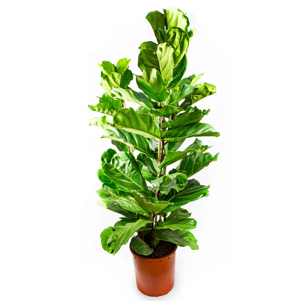 Фикус лировидный 3 ствола Ficus lyrata 3 pp 180+/34 (Н) — комнатное ...