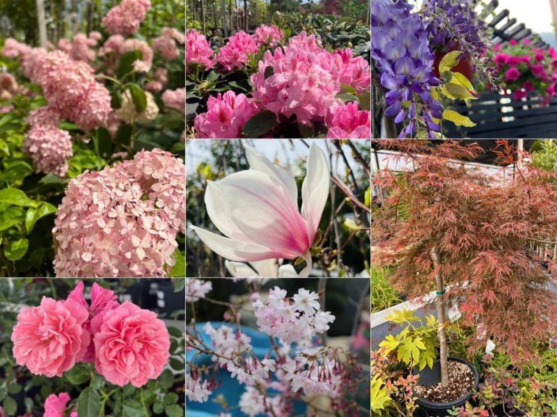 Цветочный календарь: какие выбрать растения для непрерывного цветения сада?