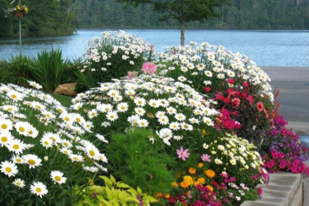 Нивяник многолетний- один из лучших видов ромашек.