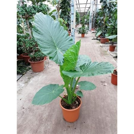 Алоказия крупнокорневищная Alocasia macrorrhizos 140/35 — цена в LETTO