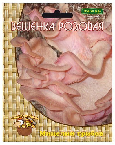 Вешенка розовая, мицелий грибов Поиск 12шт
