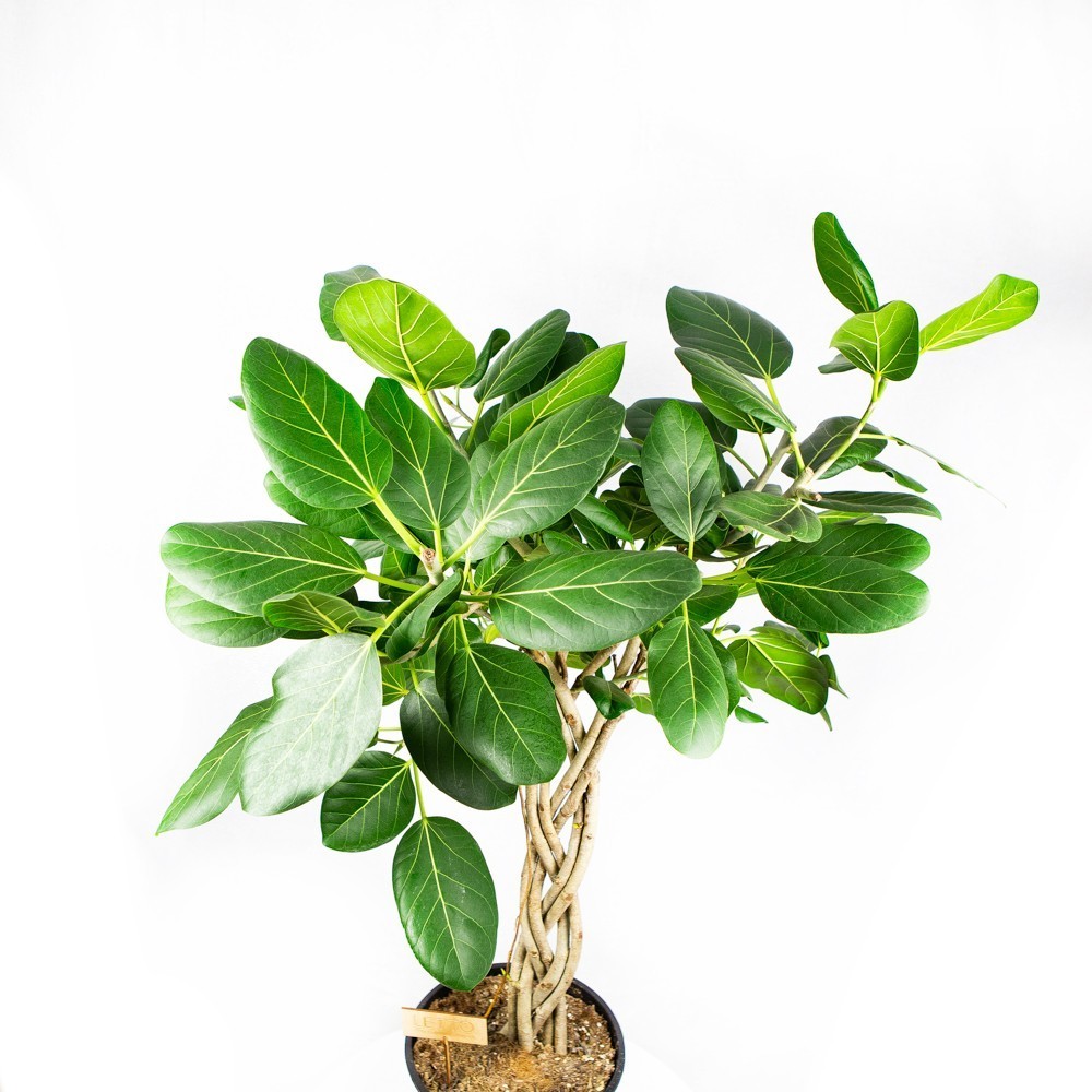 Ұйқыдағы аяқты жалаған порно көру