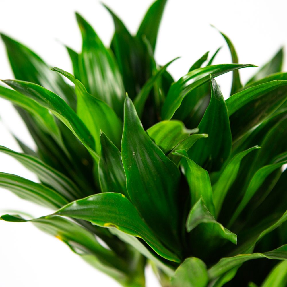 Драцена Компакта Dracaena Compacta 30-10 55/17 — комнатное растение ...