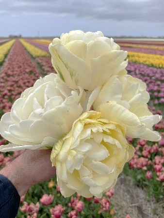Тюльпан Веддинг Дрим Tulipa Wedding Dream 11/12 3шт