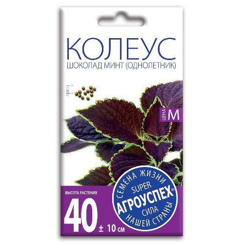 Колеус Шоколад Минт, семена Агроуспех 4шт (100)