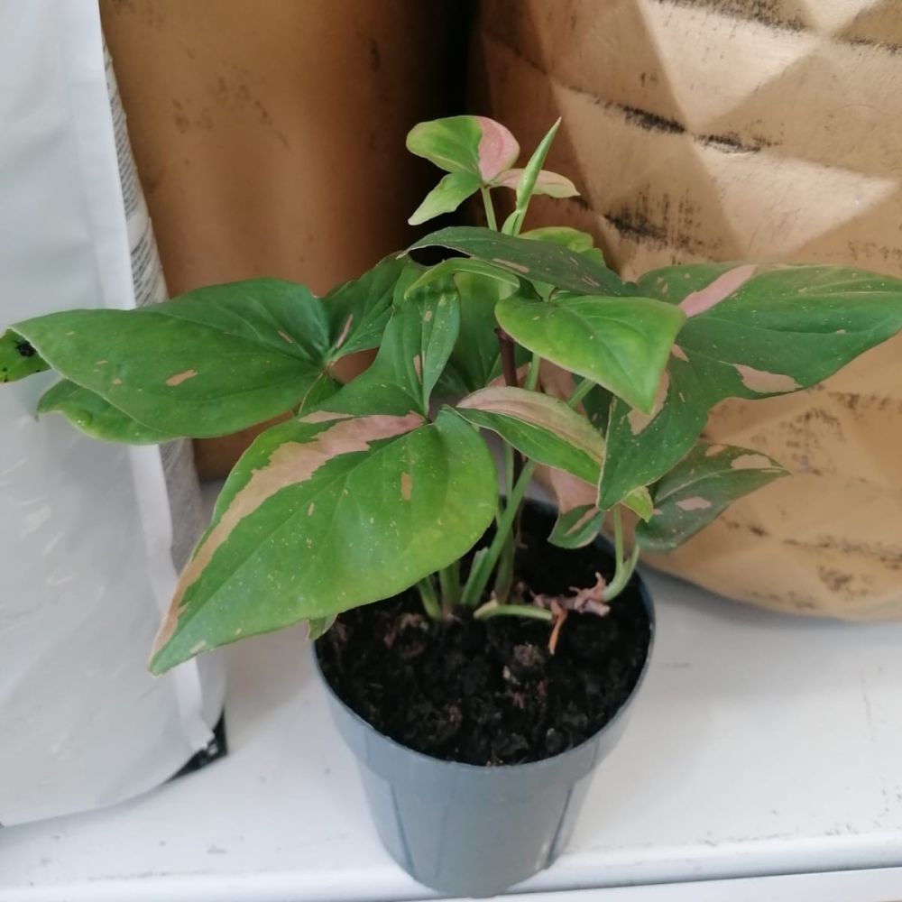 Сингониум Ред Спот Syngonium Red Spot 23/12 — комнатное растение купить ...