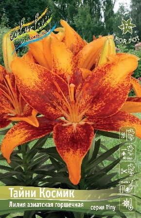 Лилия Тайни Космик Lilium Tiny Cosmic 10/12 2шт, капер, Колорлайн