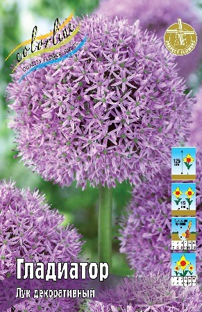 Лук декоративный Гладиатор Allium Gladiator 16/17 2шт, капер, Колорлайн