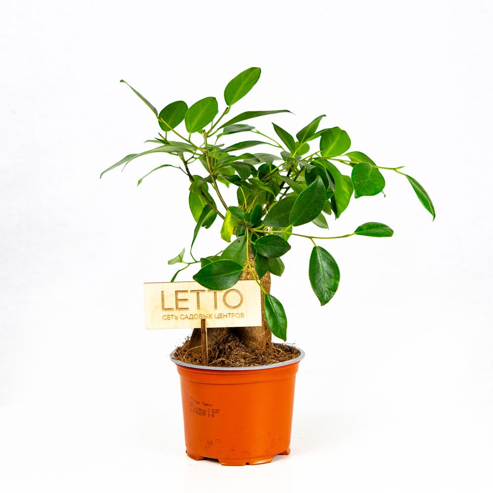 Фикус гинсенг Ficus ginseng 30/12 — комнатное растение купить в ...