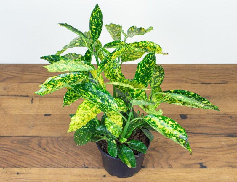 Аукуба: уход в домашних условиях, размножение и пересадка, виды