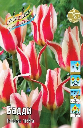 Тюльпан Бадди Tulipa Buddy 11/12 3шт, капер, Колорлайн