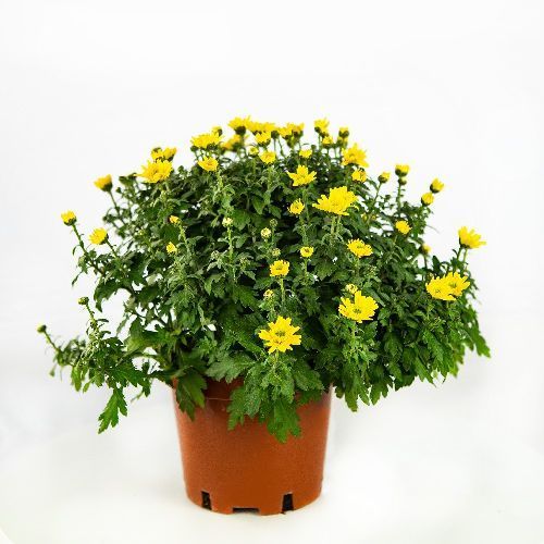 Хризантема микс Chrysanthemum р15