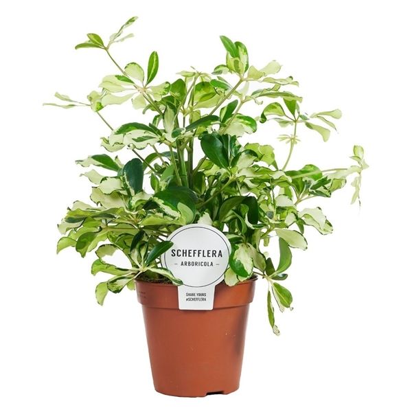 Шеффлера древесная Шарлотта Schefflera arboricola Charlotte 45/13 ...